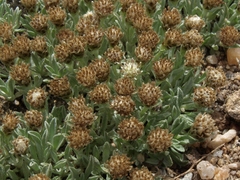 Antennaria dimorpha