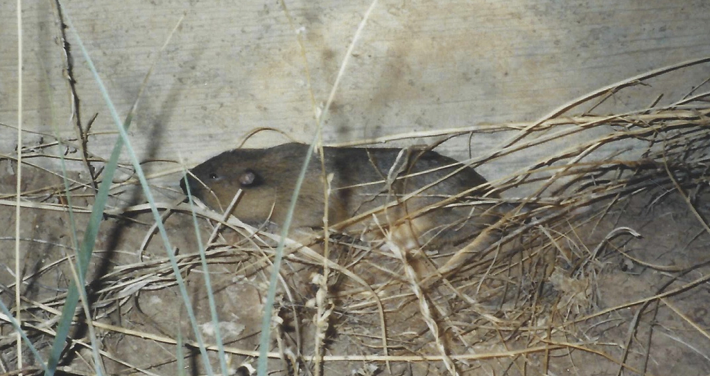 Northern Pocket Gopher (Wildlife of Eldorado Canyon State Park ...
