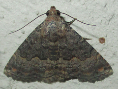 Eublemma nigrivitta