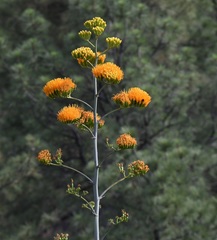 Agave chrysantha