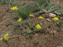 Lomatium austiniae