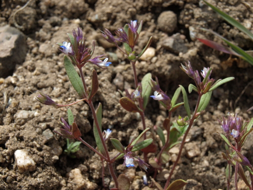 small-flowered blue-eyed mary