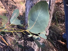 Eucalyptus alba