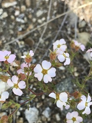 Chamaerhodos grandiflora