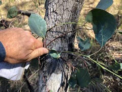Eucalyptus alba