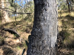 Eucalyptus alba