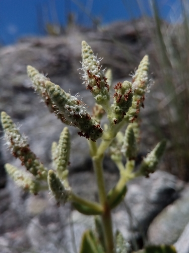 Tetradenia clementiana