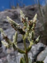 Tetradenia clementiana image
