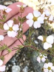 Chamaerhodos grandiflora