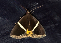 Fodina pallula