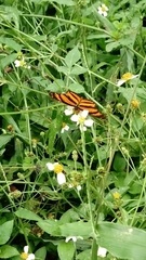 Eresia phillyra phillyra