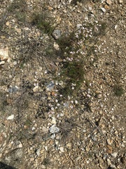 Chamaerhodos grandiflora