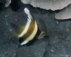Heniochus chrysostomus