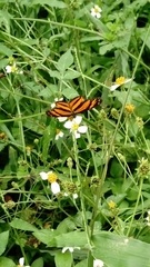 Eresia phillyra phillyra