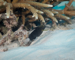 Amblygobius phalaena