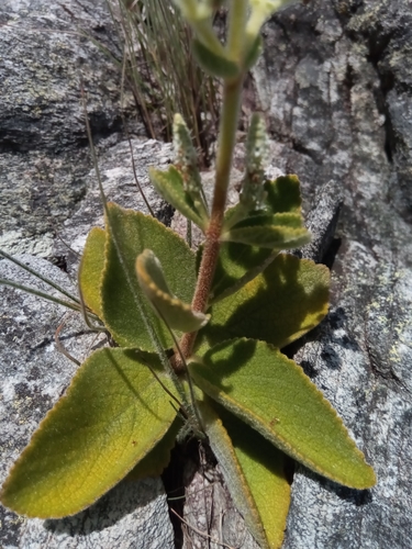 Tetradenia clementiana image