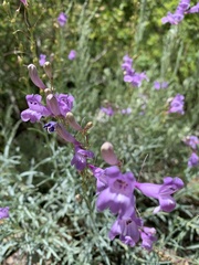 Penstemon sepalulus