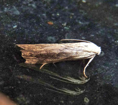 Aphomia fulminalis