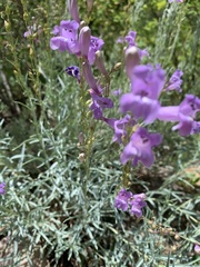 Penstemon sepalulus