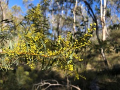 Acacia decora