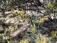 Acacia decora
