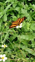 Eresia phillyra phillyra