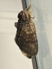 Peridea bordeloni