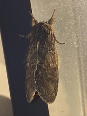 Peridea bordeloni