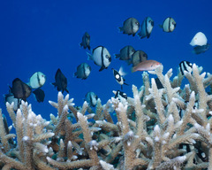 Dascyllus reticulatus