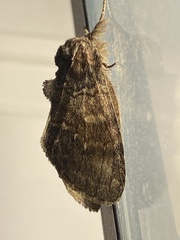 Peridea bordeloni