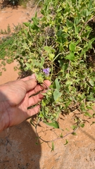 Maurandya antirrhiniflora
