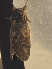 Peridea bordeloni