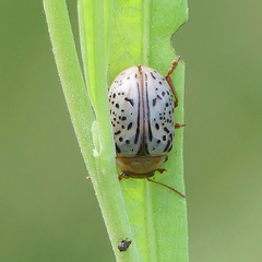 Calligrapha multipunctata