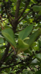 Myrsine cubana