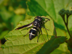 Euodynerus schwarzi
