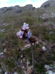 Cyanotis grandidieri
