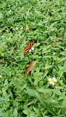 Eresia phillyra phillyra