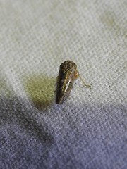 Idiocerus albolinea