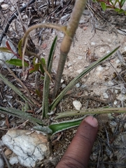 Cyanotis grandidieri