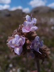 Cyanotis grandidieri