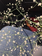 Eriogonum cernuum cernuum