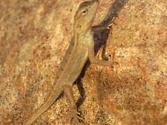 Diporiphora perplexa