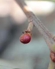 Callirhytis perditor