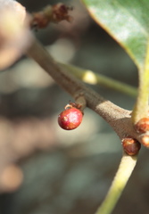 Callirhytis perditor