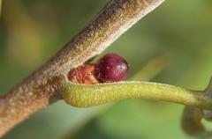 Callirhytis perditor