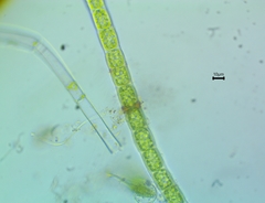 Microspora