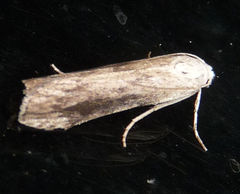 Aphomia fulminalis