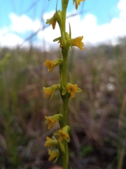 Cynorkis cinnabarina image