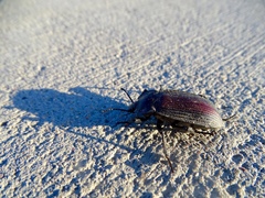 Eleodes suturalis