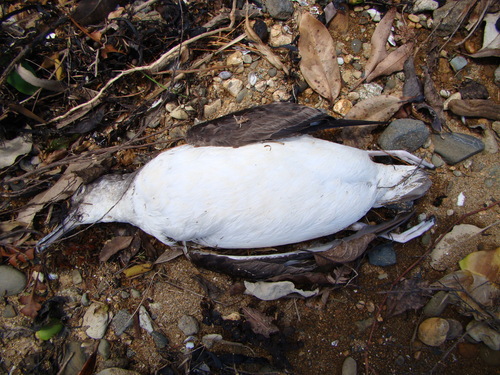 Puffinus gavia